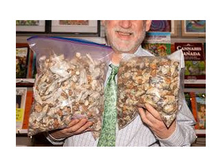 Buy Enigma Magic Mushrooms Online in Canada